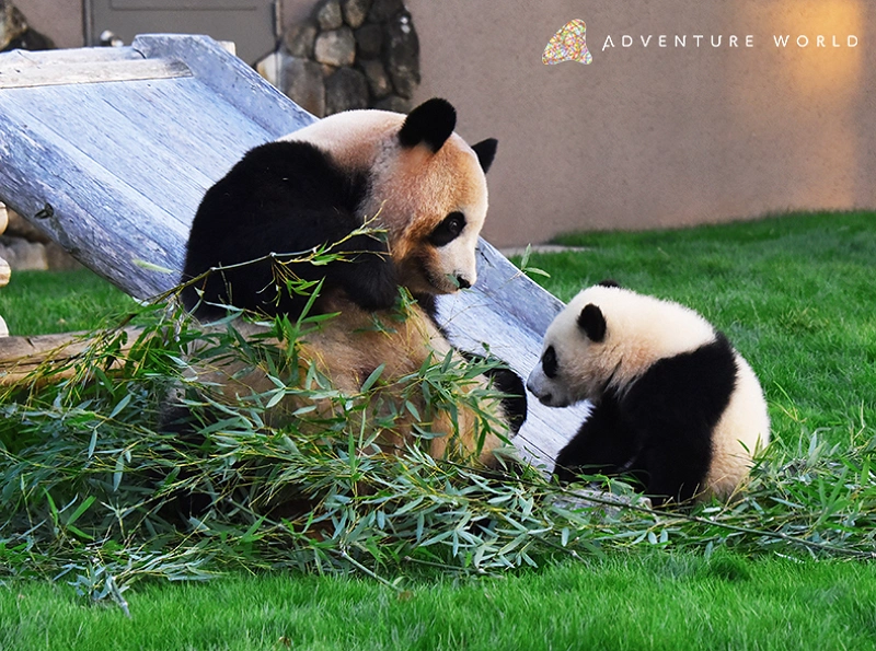 アドベンチャーワールド　メダル　　7頭　4頭　パンダ　浜家　2点セット